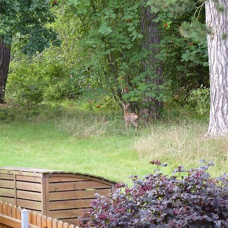 Ferienwohnung im Wald mit Kamin Bad Harzburg Exterior foto