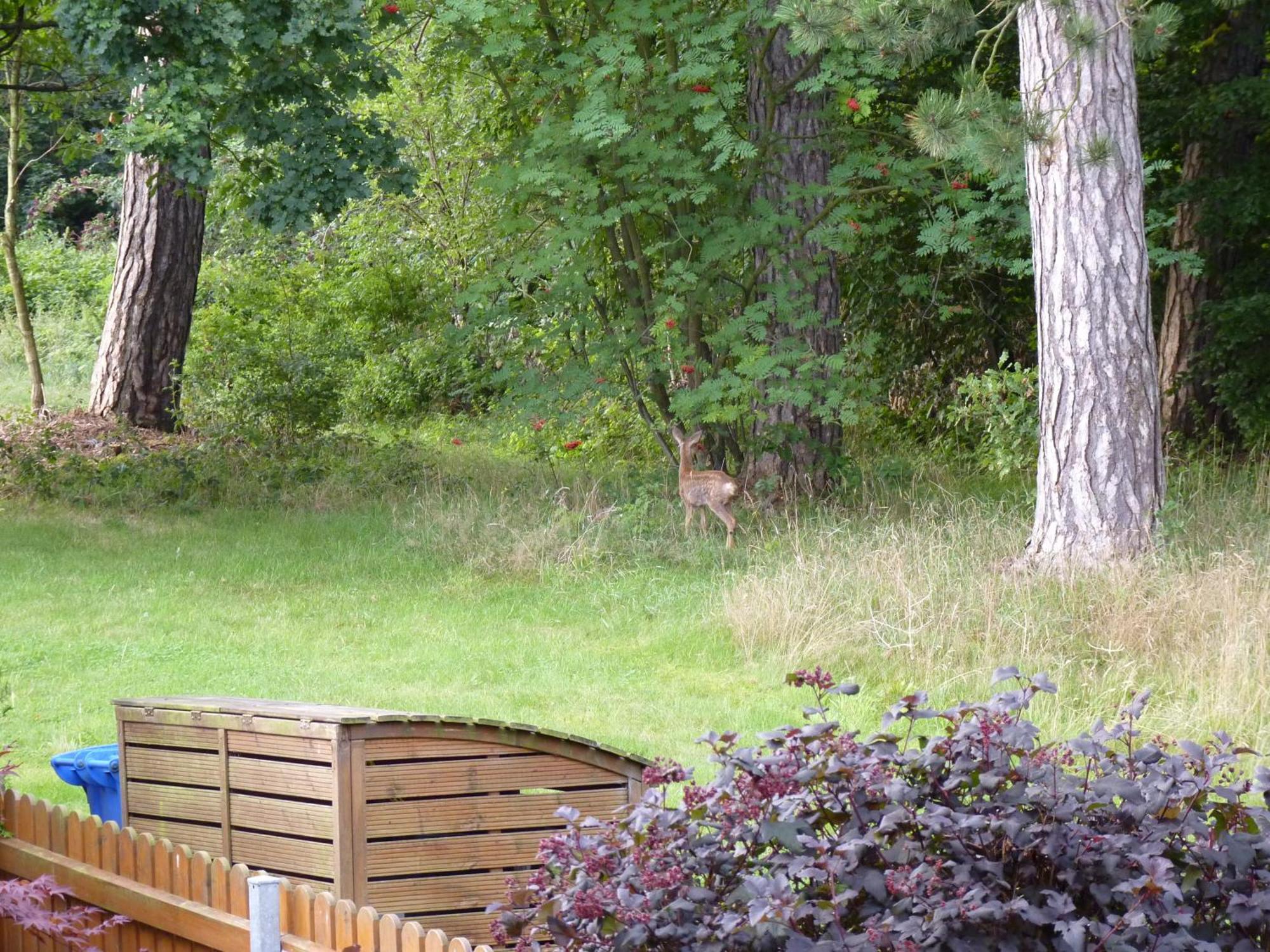 Ferienwohnung im Wald mit Kamin Bad Harzburg Exterior foto
