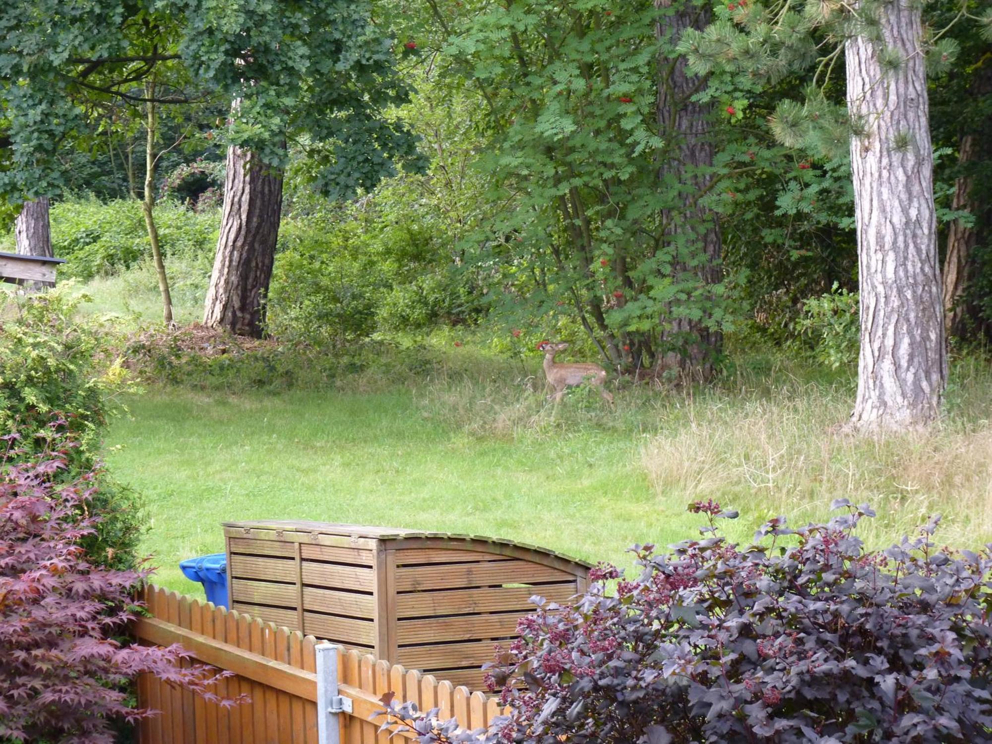 Ferienwohnung im Wald mit Kamin Bad Harzburg Exterior foto